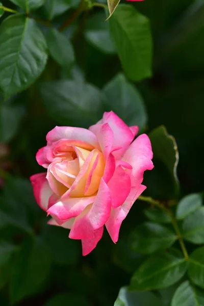Rosa Muy Bonita Flor Colorida Vista Cerca Jardín —  Fotos de Stock