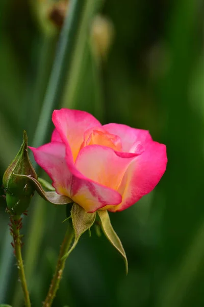 Stieg Die Sehr Hübsche Bunte Blume Nahsicht Garten — Stockfoto