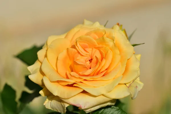 Stieg Die Sehr Hübsche Bunte Blume Nahsicht Garten — Stockfoto