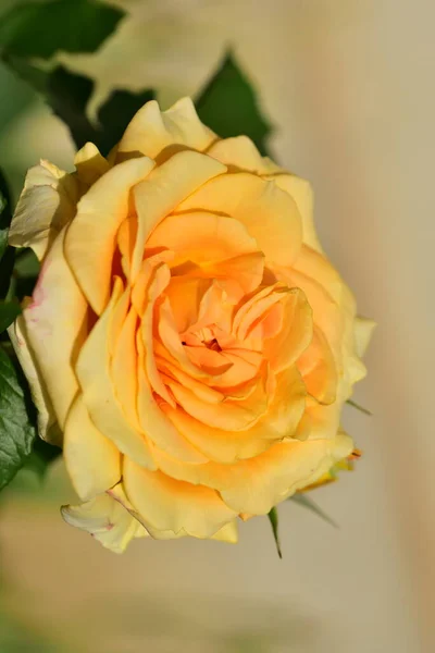 Роза Красивый Цветок Крупным Планом Саду — стоковое фото