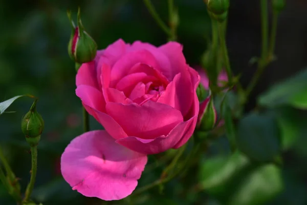 Троянда Дуже Барвиста Квітка Крупним Планом Саду — стокове фото