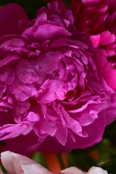 Pivoine Les Très Jolies Fleurs Colorées Vue Rapprochée Dans Jardin — Photo