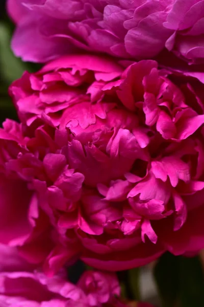 Peony Very Pretty Colorful Flowers Close View Garden — Stock Photo, Image