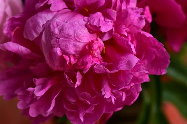 Piwonia Bardzo Ładne Kolorowe Kwiaty Bliska Widok Ogrodzie — Zdjęcie stockowe
