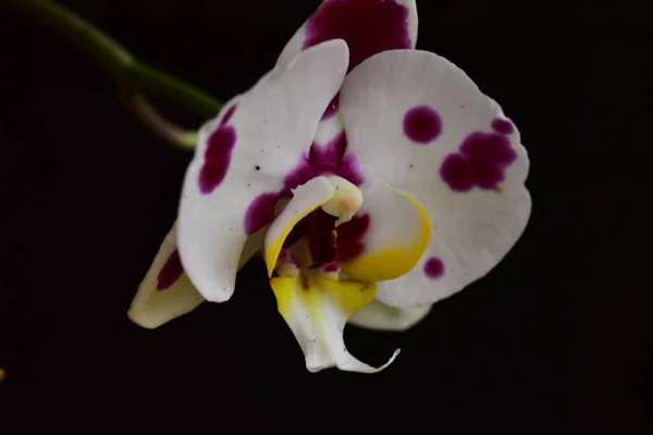 Zeer Mooie Kleurrijke Lentebloemen Tuin Close — Stockfoto