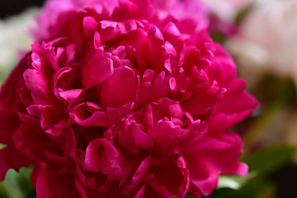 Pivoine Les Très Jolies Fleurs Colorées Vue Rapprochée Dans Jardin — Photo