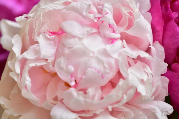 Pfingstrose Die Sehr Hübschen Bunten Blumen Nahsicht Garten — Stockfoto