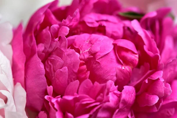 Bazsarózsa Nagyon Szép Színes Virágok Közelről Kilátás Kertben — Stock Fotó