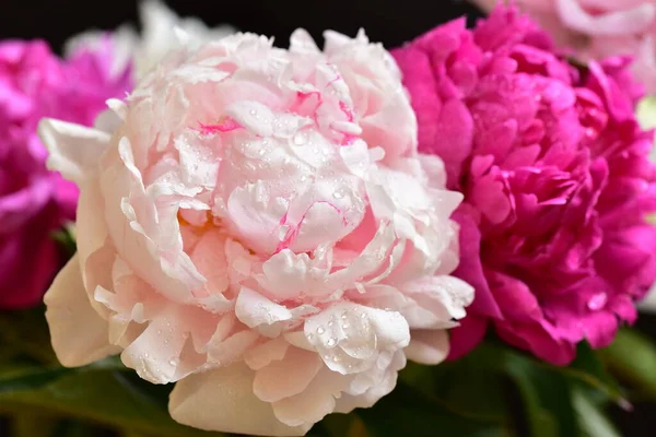 Pioenroos Zeer Mooie Kleurrijke Bloemen Van Dichtbij Bekijken Tuin — Stockfoto