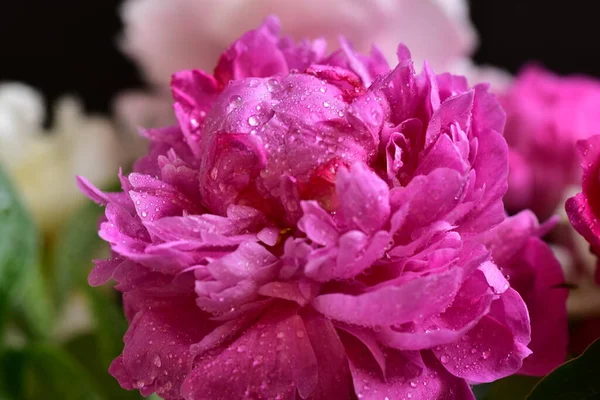 Pivoine Les Très Jolies Fleurs Colorées Vue Rapprochée Dans Jardin — Photo
