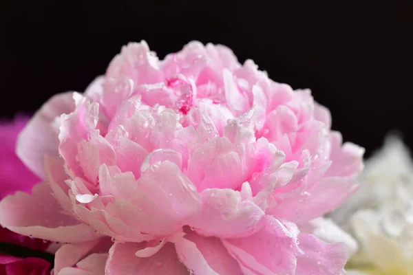 Pfingstrose Die Sehr Hübschen Bunten Blumen Nahsicht Garten — Stockfoto