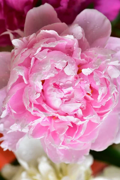 Pioenroos Zeer Mooie Kleurrijke Bloemen Van Dichtbij Bekijken Tuin — Stockfoto