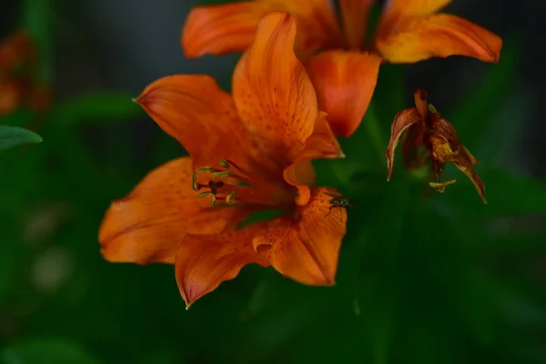 Las Flores Primavera Muy Bonitas Coloridas Jardín Cerca — Foto de Stock