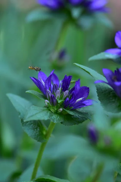 Die Sehr Schönen Bunten Frühlingsblumen Garten Aus Der Nähe — Stockfoto