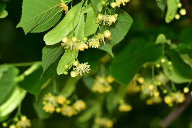 Güzel botanik fotoğrafı, doğal duvar kağıdı.