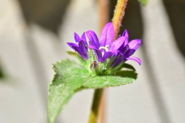 Bahçedeki çok güzel rengarenk bahar çiçekleri.