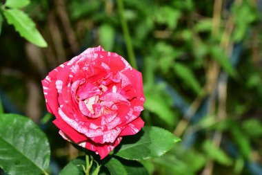 Gül çok güzel renkli çiçek Bahçede yakın görünüm