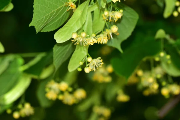 Krásný Botanický Záběr Přírodní Tapety — Stock fotografie