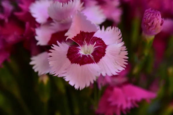 庭のとても素敵なカラフルな春の花を閉じます — ストック写真