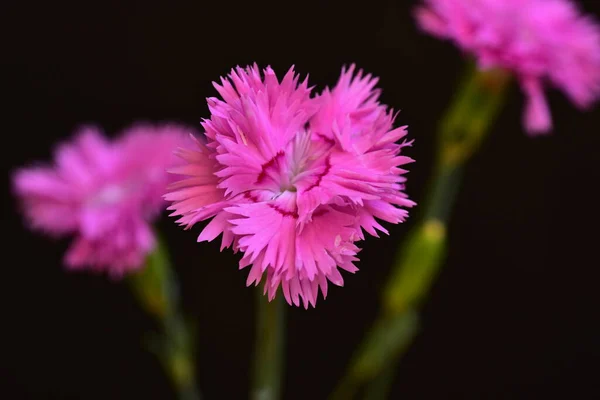 Bardzo Ładne Kolorowe Wiosenne Kwiaty Ogrodzie Zbliżenie — Zdjęcie stockowe