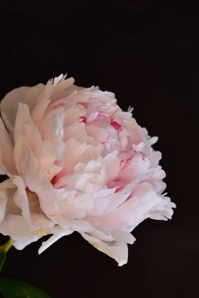 Pivoine Les Très Jolies Fleurs Colorées Vue Rapprochée Dans Jardin — Photo