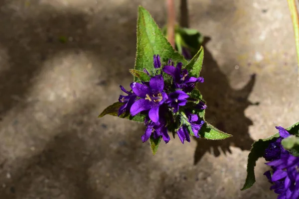 庭のとても素敵なカラフルな春の花を閉じます — ストック写真