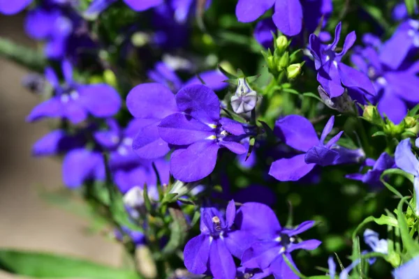 정원에 아름다운 색깔의 꽃들을 — 스톡 사진