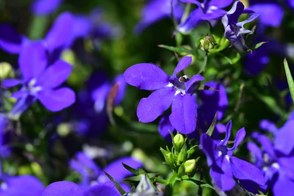 Bunga Musim Semi Yang Sangat Bagus Berwarna Warni Taman Menutup — Stok Foto