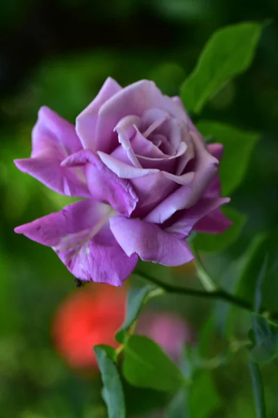 Rosa Muy Bonita Flor Colorida Vista Cerca Jardín — Foto de Stock
