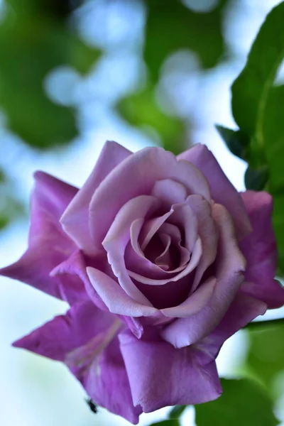 Rosa Muy Bonita Flor Colorida Vista Cerca Jardín — Foto de Stock