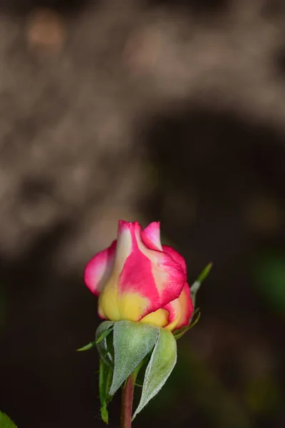 Τριαντάφυλλο Πολύ Όμορφο Πολύχρωμο Λουλούδι Από Κοντά Θέα Στον Κήπο — Φωτογραφία Αρχείου