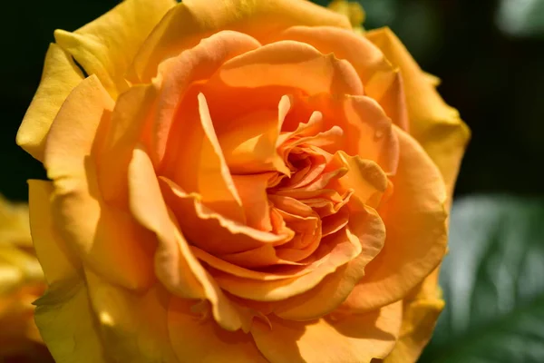 Rose Very Pretty Colorful Flower Close View Garden — Stock Photo, Image