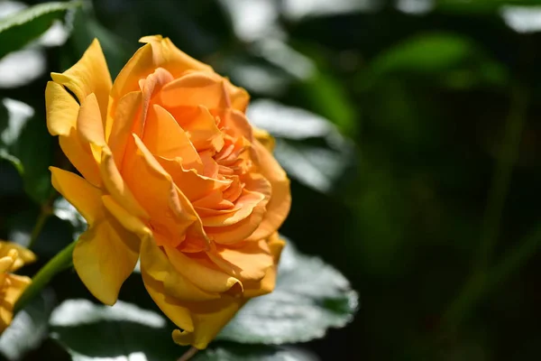 Stieg Die Sehr Hübsche Bunte Blume Nahsicht Garten — Stockfoto