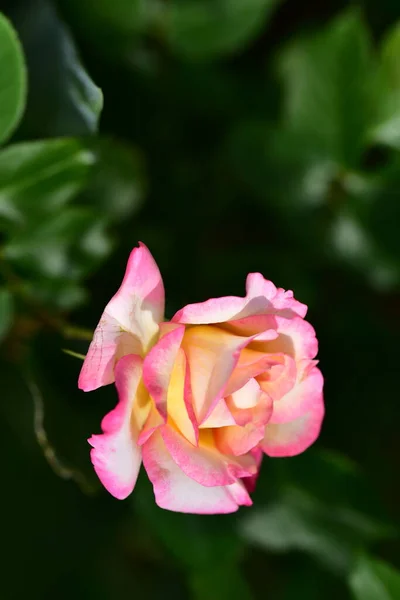Rosa Muy Bonita Flor Colorida Vista Cerca Jardín —  Fotos de Stock