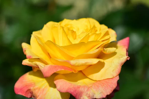 Ros Den Mycket Vackra Färgglada Blomman Närbild Trädgården — Stockfoto