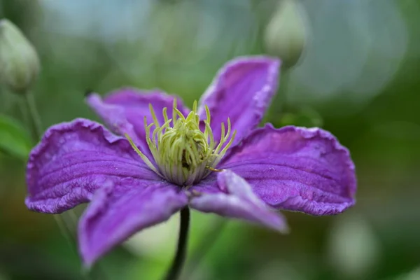 Flores Primavera Coloridas Muito Agradáveis Jardim Close — Fotografia de Stock