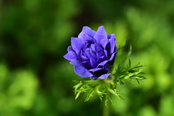 庭のとても素敵なカラフルな春の花を閉じます — ストック写真