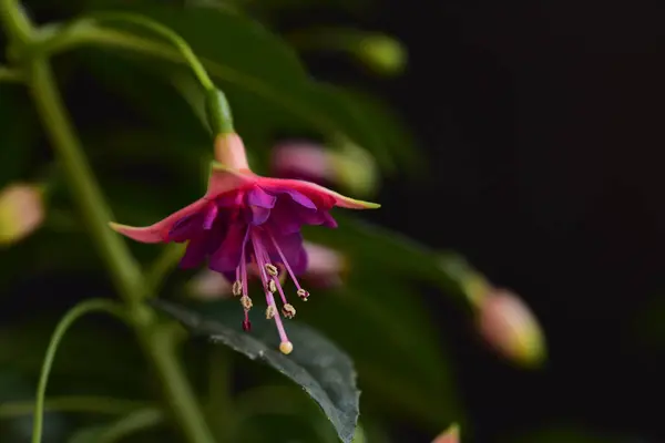 Les Très Belles Fleurs Printemps Colorées Dans Jardin Gros Plan — Photo