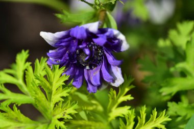 Bahçedeki çok güzel rengarenk bahar çiçekleri.