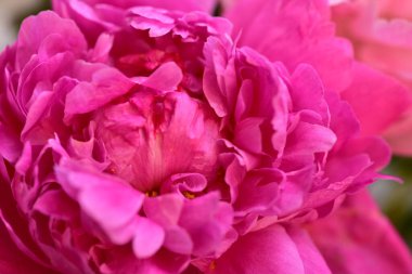 Şakayık. Rengarenk çiçekler. Bahçeye yakın.