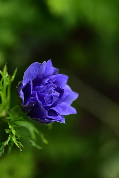 Flores Primavera Coloridas Muito Agradáveis Jardim Close — Fotografia de Stock