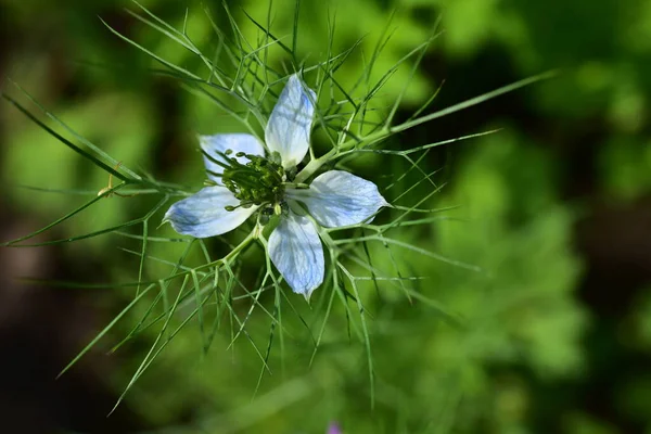 Bahçedeki çok güzel rengarenk bahar çiçekleri.