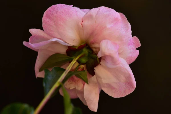 Rose Très Jolie Fleur Colorée Vue Rapprochée Dans Jardin — Photo