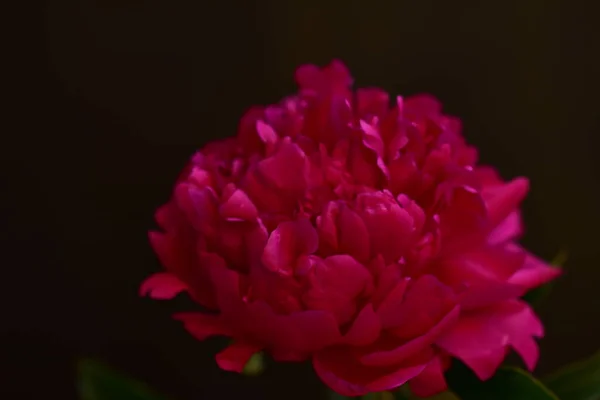 Pion Mycket Vackra Färgglada Blommor Närbild Trädgården — Stockfoto