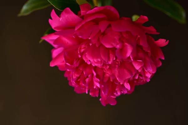 Pivoine Les Très Jolies Fleurs Colorées Vue Rapprochée Dans Jardin — Photo