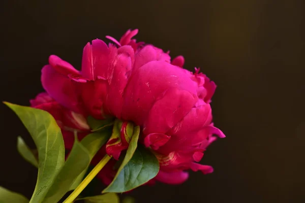 Peônia Flores Coloridas Muito Bonitas Fechar Vista Jardim — Fotografia de Stock