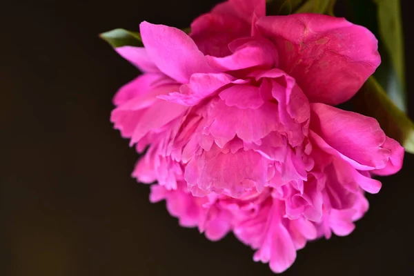 Şakayık. Rengarenk çiçekler. Bahçeye yakın.