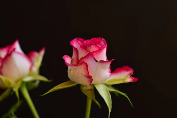 Rose Très Jolie Fleur Colorée Vue Rapprochée Dans Jardin — Photo