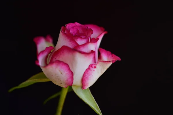 Róża Bardzo Ładny Kolorowy Kwiat Bliska Widok Ogrodzie — Zdjęcie stockowe