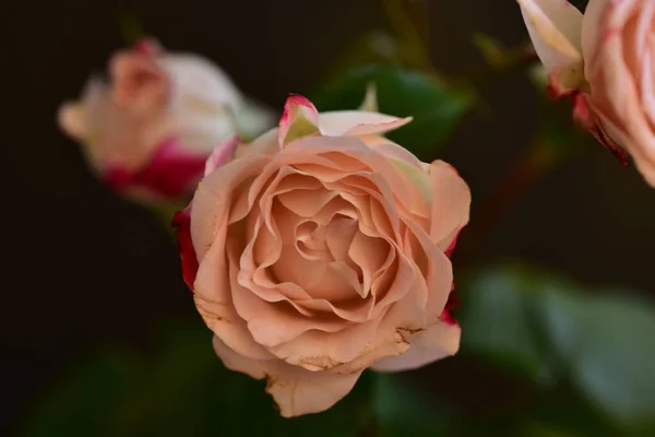 Stieg Die Sehr Hübsche Bunte Blume Nahsicht Garten — Stockfoto